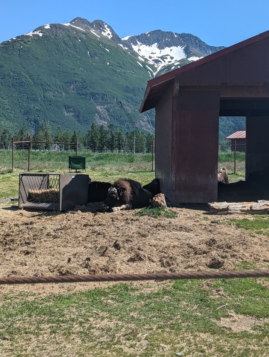 A muskox standing by a shelter at a wildlife conservation center